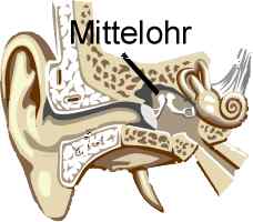 Mittelohr