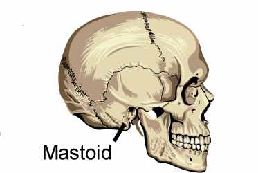 Mastoid