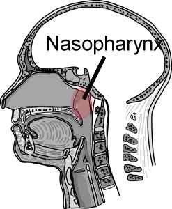 Nasopharynx