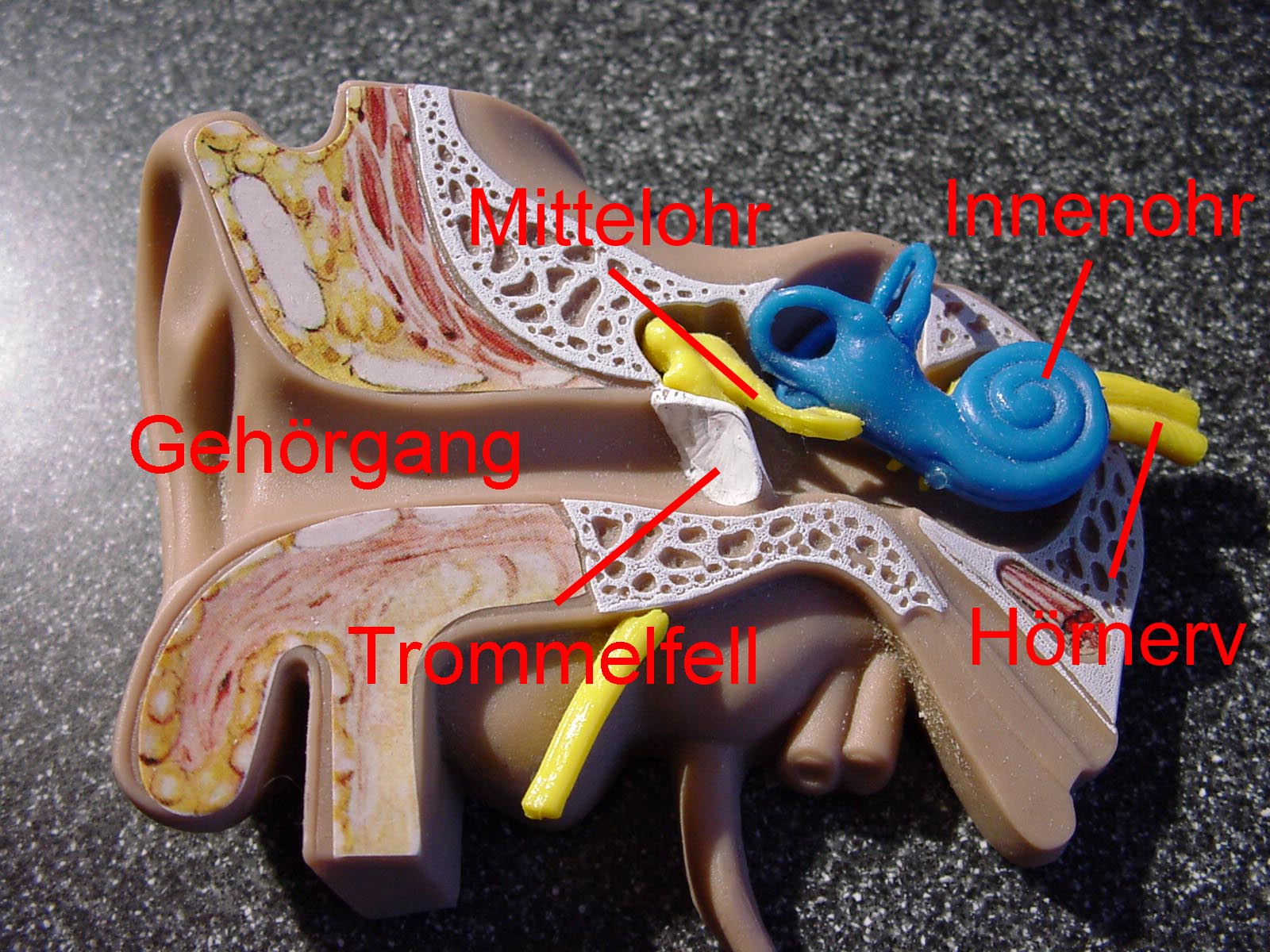 Schema Ohr