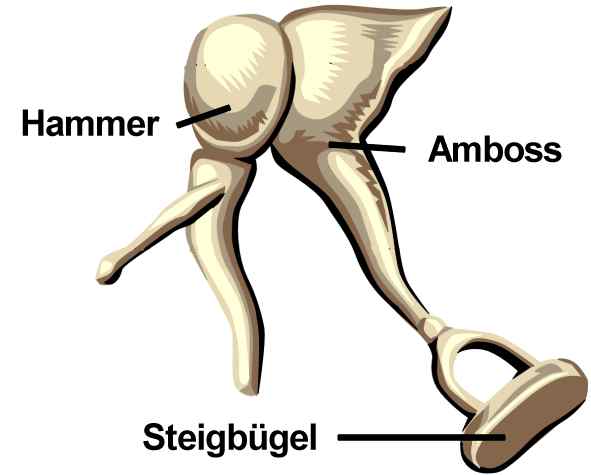 Gehörknöchelchen