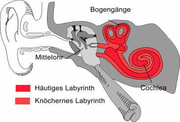 Schema Ohr