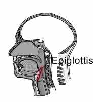 Epiglottis