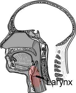 Larynx