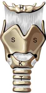 Schema Larynx