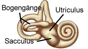 Sacculus