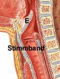 Stimmband