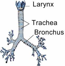 Trachea