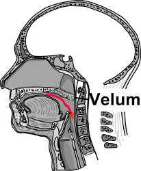 Velumschluss