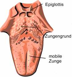 Zungengrund